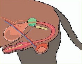 Riproduzione schematica apparato genitale maschile